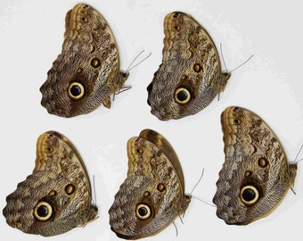 FIVE (5) Caligo eurilochus | Giant OWL butterflies | Dry-preserved specimens