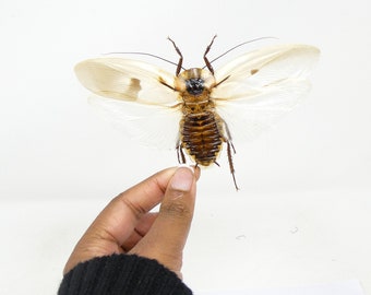 TWO (2) SPREAD Giant Cave Cockroaches (Blaberus giganteus) A1 Ethically Sourced Entomology Specimens 120mm Wingspan