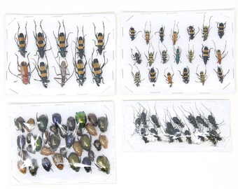 Assorted Specimens Insect Collection (Thailand) A1 Unmounted Dried Beetles, Coleoptera LOT*164