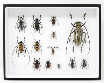 13 Quality Pinned Insect Collection with Scientific Data | A1 Mounted Beetle Specimens in a Museum Entomology Box Frame | 12x9x2 inch