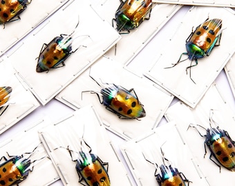 Pack of 10 Jewel Bugs (Calliphara caesar) Indonesia, A1 Real Entomology Specimens