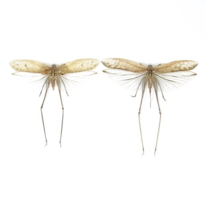Pair of Thai Bush Katydids 5&quot; Wingspan, Grasshopper, Cricket, Spread Specimens A1 Quality Real Insect Entomology