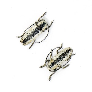 FIVE (5) Long Horn (Milothris irrorata) A1 Dry Preserved Beetles, Entomology Specimens