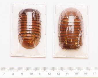 Pack of 10 Giant Pill Bugs 1.75Inch (Sphaeropoeus lugubris) A1 Real Entomology Specimens