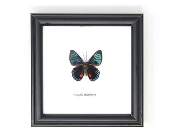 The Peru Metalmark (Necyria duellona) | Real Butterfly Mounted Under Glass, Wall Hanging Home Décor Framed 5 x 5 In. Gift Boxed