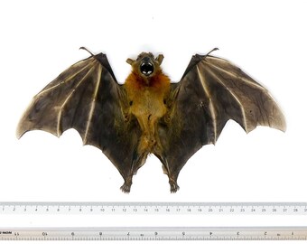 TWO (2) Fruit Bat Wings-Half-Folded (Cynopterus brachyotis) A1 Dry-preserved Specimen 10 Inch