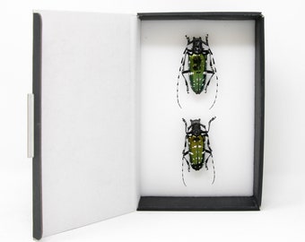 A Collection of Emerald Longhorn Beetles with Scientific Collection Data, A1 Quality, Entomology, Real Insect Specimens #SKU14