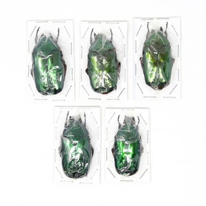 Assorted Specimens Insect Collection (Thailand) A1 Unmounted Dried Beetles, Coleoptera LOT*173