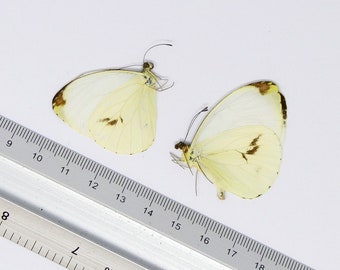 TWO (2) Round-winged Vagrant (Nepheronia pharis) A1 Unmounted Butterflies