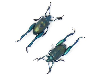 TWO (2) Blue Frog-Leg Beetles (Sagra femoralis) A1 Entomology Specimens