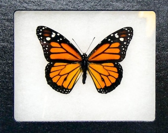 Monarch Butterfly Framed Specimen (Danaus plexippus) Ethically Sourced Dry-Preserved Butterfly Specimen