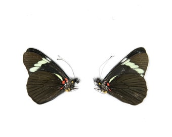 2 x Pereute telthusa | Dry-Preserved Unmounted Butterfly Specimens A1