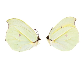 Two (2) Gonepteryx amintha | Orange Brimstone, A1 Real Dry-Preserved Butterflies, Unmounted Entomology Taxidermy Specimens