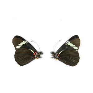 2 x Pereute telthusa | Dry-Preserved Unmounted Butterfly Specimens A1