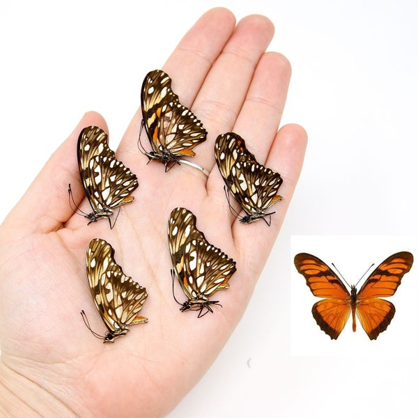 Five (5) Juno Silverspot (Dione juno) A1 Real Dry-Preserved Butterflies, Unmounted Entomology Taxidermy Specimens