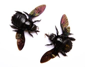 TWO (2) Giant Black Carpenter Bees (Xylocopa latipes) | A1 Spread Specimens | Indonesia Java Bumblebee | Dry-preserved Taxidermy