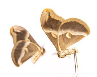TWO (2) Eri Silk Moths (Samia ricini) India, A1 Real Entomology Specimens
