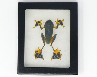 Reinwardt's Tree Frog Framed Specimen (Rhacophorus Reinwardtii) Dry-Preserved Taxidermy  (Non-CITES)