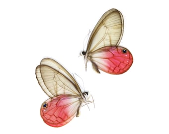 TWO (2) Pink Clearwings Butterflies, Cithaerias aurorina | A1 Dry-Preserved Unmounted Specimens