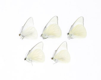 FIVE (5) Appias albina, The White Albatross Butterfly, Dry-Preserved Specimens, Entomology Taxidermy Lepidoptera Butterflies