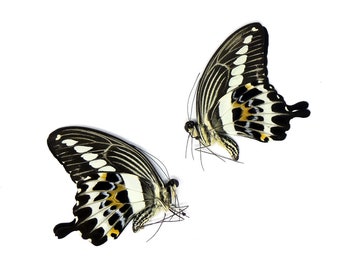 TWO (2) Papilio gigon | A1 Real Dry-Preserved Butterflies | Unmounted Entomology Taxidermy Specimens