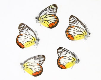 Five (5) Delias hyparete, "Painted Jezebel" A1 Real Dry-Preserved Butterflies, Unmounted Entomology Taxidermy Specimens