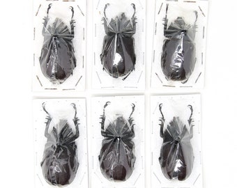 Assorted Specimens Insect Collection (Thailand) A1 Unmounted Dried Beetles, Coleoptera LOT*195