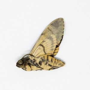 Peut inclure: Un papillon de nuit pr&eacute;serv&eacute; avec des ailes ray&eacute;es brunes et noires et un corps jaune. Le papillon a un grand &oelig;il rond.