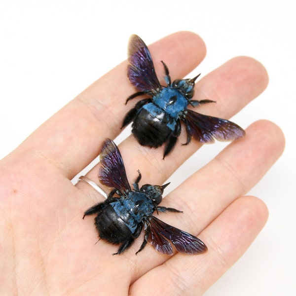 TWO (2) x Blue Carpenter Bees (Xylocopa caerulea) | A1 Spread Specimen | Indonesia Java Bumblebee | Dry-preserved Taxidermy