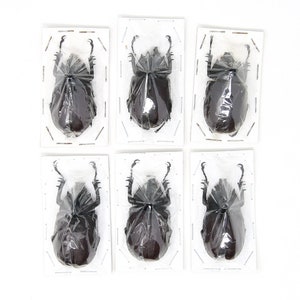 Assorted Specimens Insect Collection (Thailand) A1 Unmounted Dried Beetles, Coleoptera LOT*195