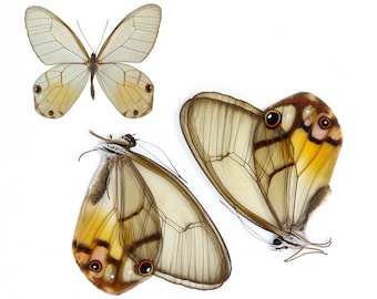 Two (2) Haetera piera "Amber Phantom" A1 Real Dry-Preserved Butterflies, Unmounted Entomology Taxidermy Specimens