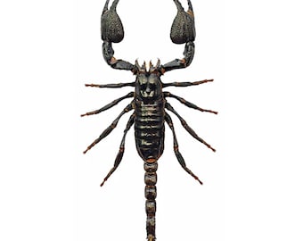 Special Offer - BUY 10 GET 10 FREE - Javanimetrus cyaneus Giant Blue Javanese Scorpion Specimens A1 Quality