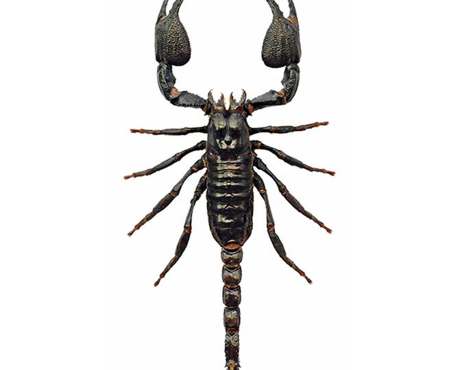 Featured listing image: Special Offer - BUY 10 GET 10 FREE - Javanimetrus cyaneus Giant Blue Javanese Scorpion Specimens A1 Quality