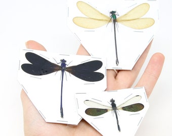 THREE (3) Dragonfly/Damselfly Spread Specimens A1. Ideal for Framing and Collecting.  2 x Vestalis luctuosa (pair) 1 x Rhinocypha anisoptera