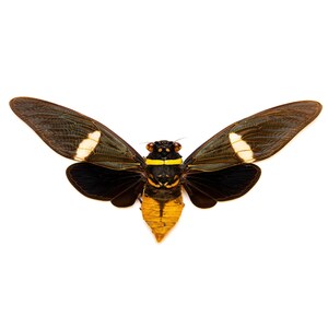TWO (2) Tosena depicta, Long-wing Cicadas 5 Inch Wingspan, A1 Real Entomology Spread Specimens