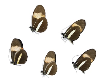 Five (5) The Postman Butterfly, Heliconius melpomene, Unmounted Papered Butterflies, Specimens for Collecting, Art, Entomology