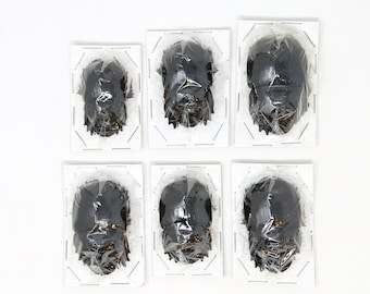 ELEPHANT DUNG BEETLES Assorted Specimens Insect Collection (Thailand) A1 Unmounted Dried Beetles, Coleoptera Lot*145