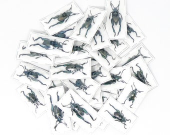 LOT OF 10 Blue Frog-Leg Beetles (Sagra femoralis) A1 Entomology Specimens