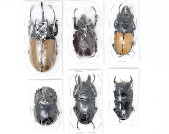 Assorted Specimens Insect Collection (Thailand) A1 Unmounted Dried Beetles, Coleoptera LOT*166