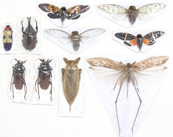 Mixed Assorted Insects Bug Collection, A1 Quality Real Dry-Preserved Specimens, Entomology Taxidermy Curiosities (LOT*014)