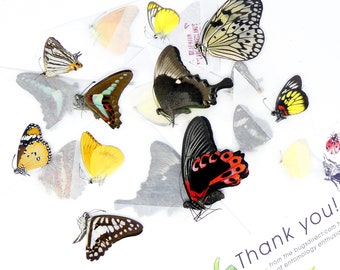 A Pack of 10 Ethically Sourced Butterflies from Thailand and Philippines, Unmounted Butterflies Lepidoptera Farmed Specimens WHOLESALE