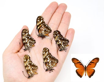 Five (5) Juno Silverspot (Dione juno) A1 Real Dry-Preserved Butterflies, Unmounted Entomology Taxidermy Specimens