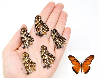 Five (5) Juno Silverspot (Dione juno) A1 Real Dry-Preserved Butterflies, Unmounted Entomology Taxidermy Specimens