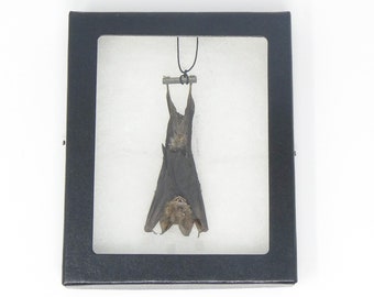 Great Woolly Horseshoe Bat (Rhinophus lectus) Framed Specimen Dry-Preserved Taxidermy (Non-CITES)