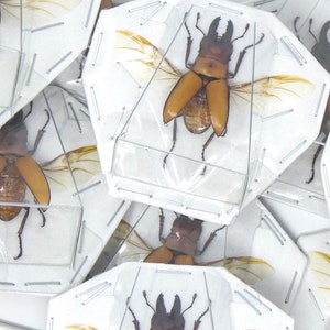 TWO (2) SPREAD Stag Beetles (Prosopocoilus occipitalis) A1 Wings-open