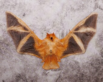 Fire Bat Taxidermy (Kerivoula picta) | A1 Dry-preserved Specimen 8 Inch Wingspan (Non-CITES)