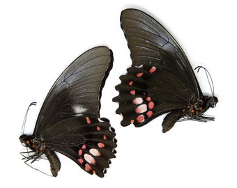 Two (2) Papilio anchisiades, "Ruby-Spotted Swallowtail" A1 Real Dry-Preserved Butterflies, Unmounted Entomology Taxidermy Specimens