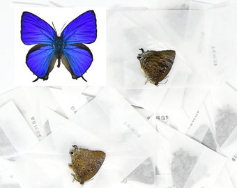 LOT OF 10 Sumba Lustrous Blue (Arhopala araxes onetor) A1 Dry Preserved Butterfly Specimens