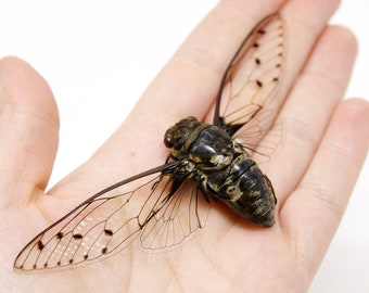 TWO (2) Clear-Winged Cicadas 120mm Wingspan | Macrotristia chantranei | A1 Entomology Taxidermy Spread Specimens