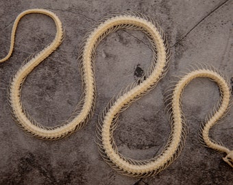 Malayan Krait Snake (Bungarus candidus) | A1 Curved Skeleton Specimen